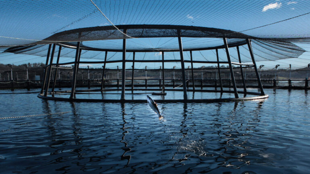 Aussie seafood reigns superior as Canadian farmers make $1 billion bid for Tassal