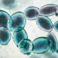 Tissue Repair ready to repair tissue with key patent approval