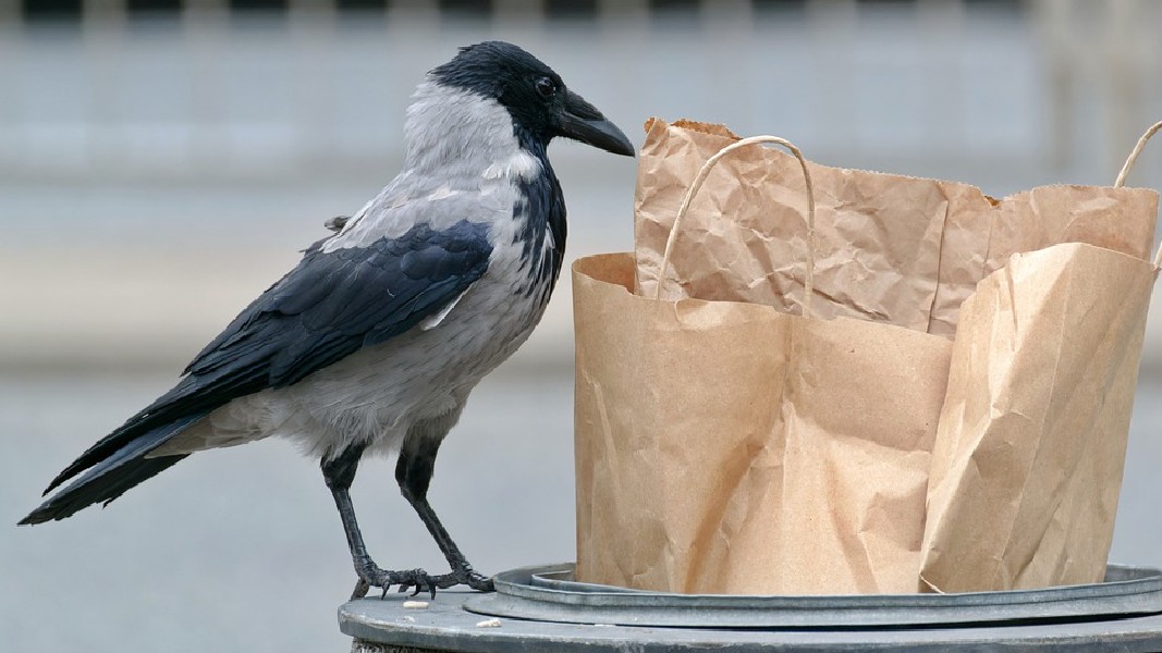My Food Bag CEO resigns, hints at a sign of more bad things to come
