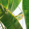 Papyrus expands in Egypt, allowing companies to convert banana waste into food packaging