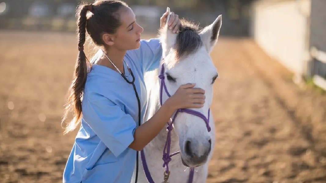Apiam expands into Western Australia after legislative changes to vet practice ownership