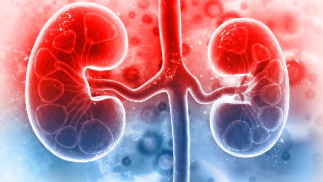 Cynata teams up with Leiden University Medical Center to test its stem cell solution on kidney transplant patients