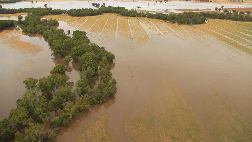 ECS affirms that the cannabis is safe amid severe flooding from Loddon River