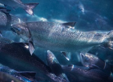 New Zealand King Salmon summons sustainability-concerns on ocean farming project