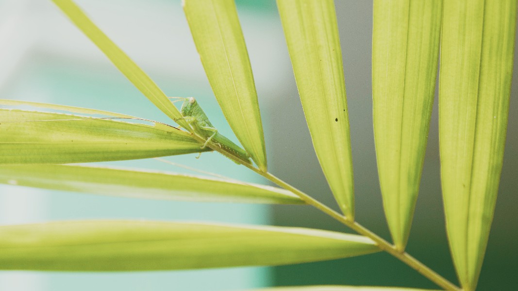 Bio-Gene’s natural insecticide technology gets multi-million dollar push from distributor STK