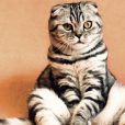 Aussies give up pets amid worsening economic crisis, Mad Paws to increase pet sitter count