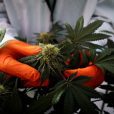 Cannabis company comeback, Cann Group’s busy few months