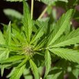 First epilepsy patient enrolled on app to observe effects of MGC Pharma’s cannabis-based drug