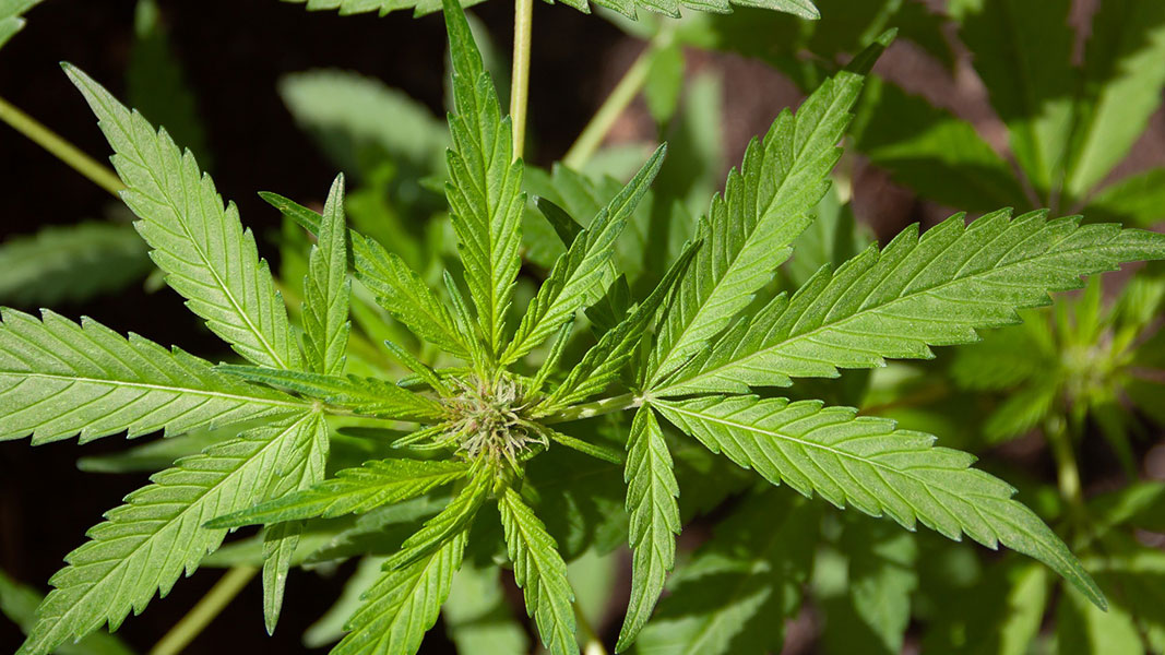 First epilepsy patient enrolled on app to observe effects of MGC Pharma’s cannabis-based drug
