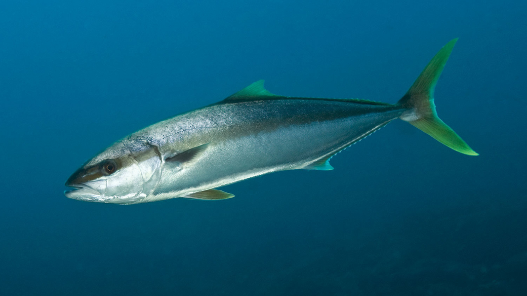 Fishing for growth: Clean Seas Seafood to build $6m automated feeding system