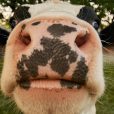 Can giving cows supplements produce more milk? Terragen reports yes