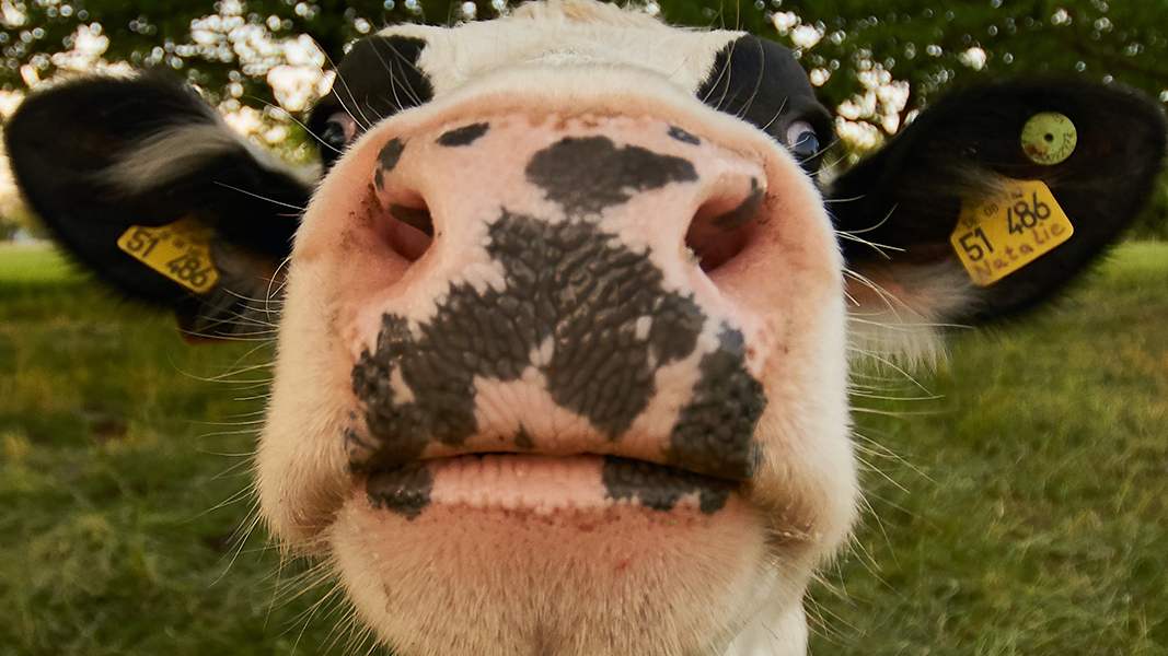 Can giving cows supplements produce more milk? Terragen reports yes