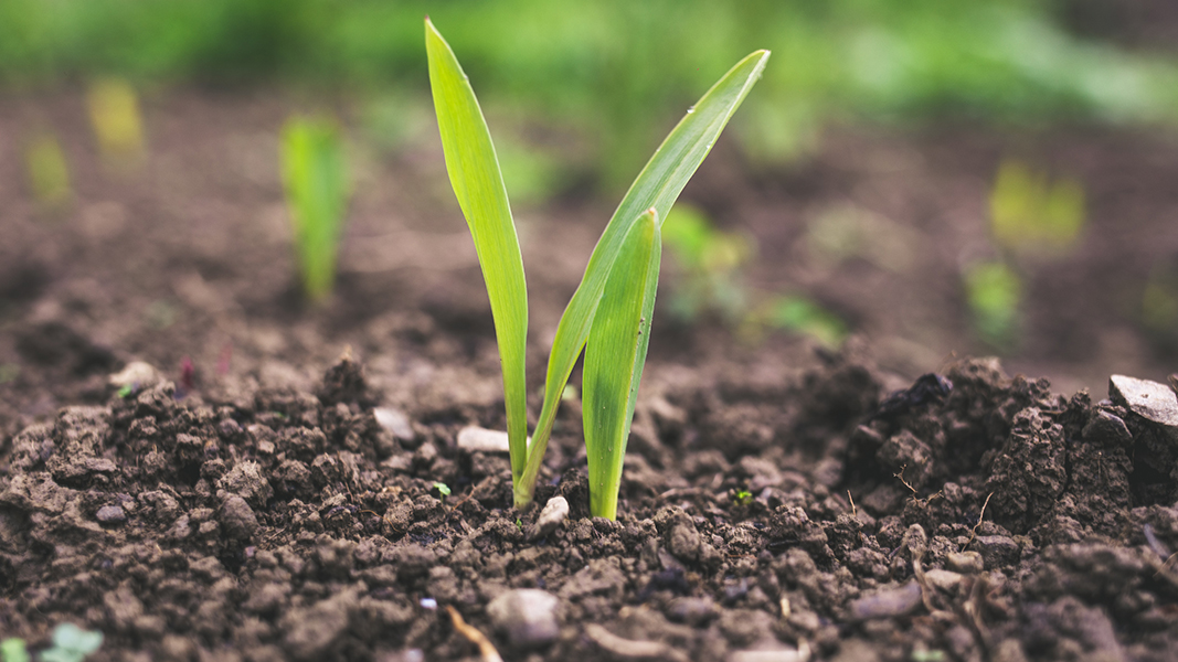 RLF AgTech expands to Vietnam with five-year $3.3 million Kona deal