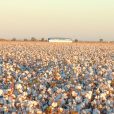 Great weather sets the stage for early harvest, Namoi Cotton anticipates blooming FY24 results