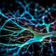 Living Cell Technologies latest project targets dementia with cannabinoid-based drug
