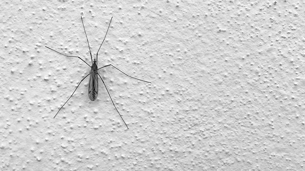 Pest-case scenario: US CDC invests $15 million into BioGene’s insecticide tech to prevent diseases