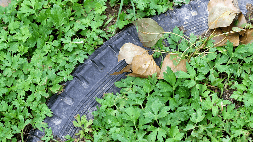 Turning waste tyres into triumphs: Entyr records highest quarterly revenue in company’s history