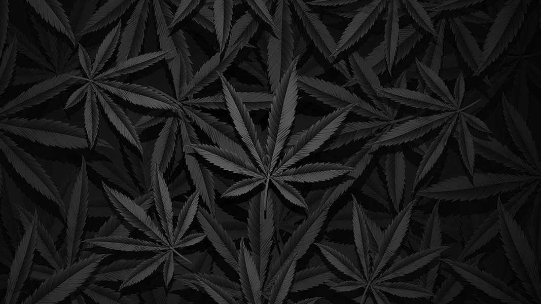 Hemp Black signs agreements with Under Armour and Cruz Foam, Ecofibre sees revenue boost