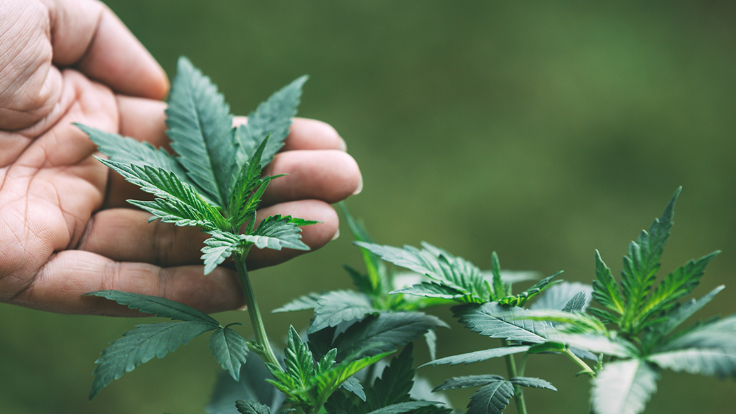 Melodiol divests Sierra Sage Herbs and Halucenex for $8 million after acquiring them for over $20 million
