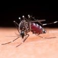 As dengue cases rise worldwide, Island gets US patent for its antiviral drug ISLA-101