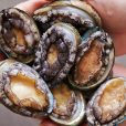Rare Foods Australia sees abalone sales rise despite a relatively quiet winter