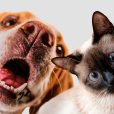 Mad Paws inches closer towards cash flow positivity as Aussies won’t hold back on pet care spending