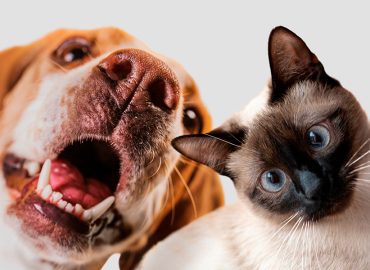 Mad Paws inches closer towards cash flow positivity as Aussies won’t hold back on pet care spending