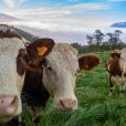 Australian Agricultural Company beefs up cost-saving efforts after declining sales