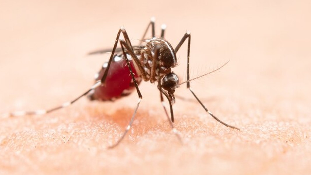 Island Pharmaceuticals receives ethics approval for Dengue fever drug