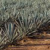 Top Shelf secured $5m from sale of Whitsundays agave farmland for debt reduction