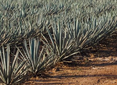 Top Shelf secured $5m from sale of Whitsundays agave farmland for debt reduction
