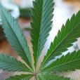 Wellnex ventures into medicinal cannabis with it’s new Wellness Life brand