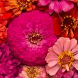 Lynch Group reveals modest revenue growth and strategic outlook amidst flower market challenges