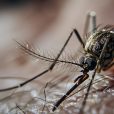 Bio-Gene and Envu join forces to tackle mosquitoes with Flavocide